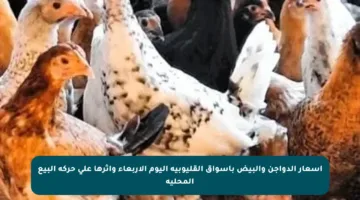 أسعار الدواجن والبيض بأسواق القليوبية اليوم الأربعاء وأثرها على حركة البيع المحلية